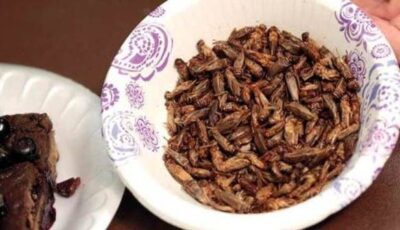 الصراصير والديدان ضمن غذاء الأوروبيين بقرار رسمي!