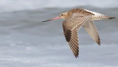 فقد نصف وزنه.. طائر يدخل غينيس بأطول مدة طيران!