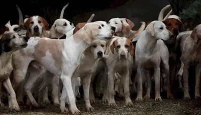 تحدٍّ جديد.. هل يمكنك العثور على نمر بين مجموعة الكلاب بـ9 ثوانٍ؟