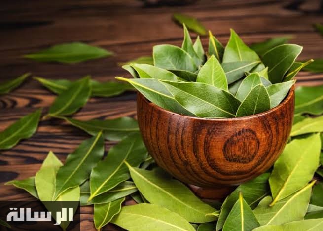 هترجع شباب حتي لو عديت الخمسين.. وصفه ورق الغار المذهلة تناولها بهذه الطريقة وسوف تبهر الجميع!!