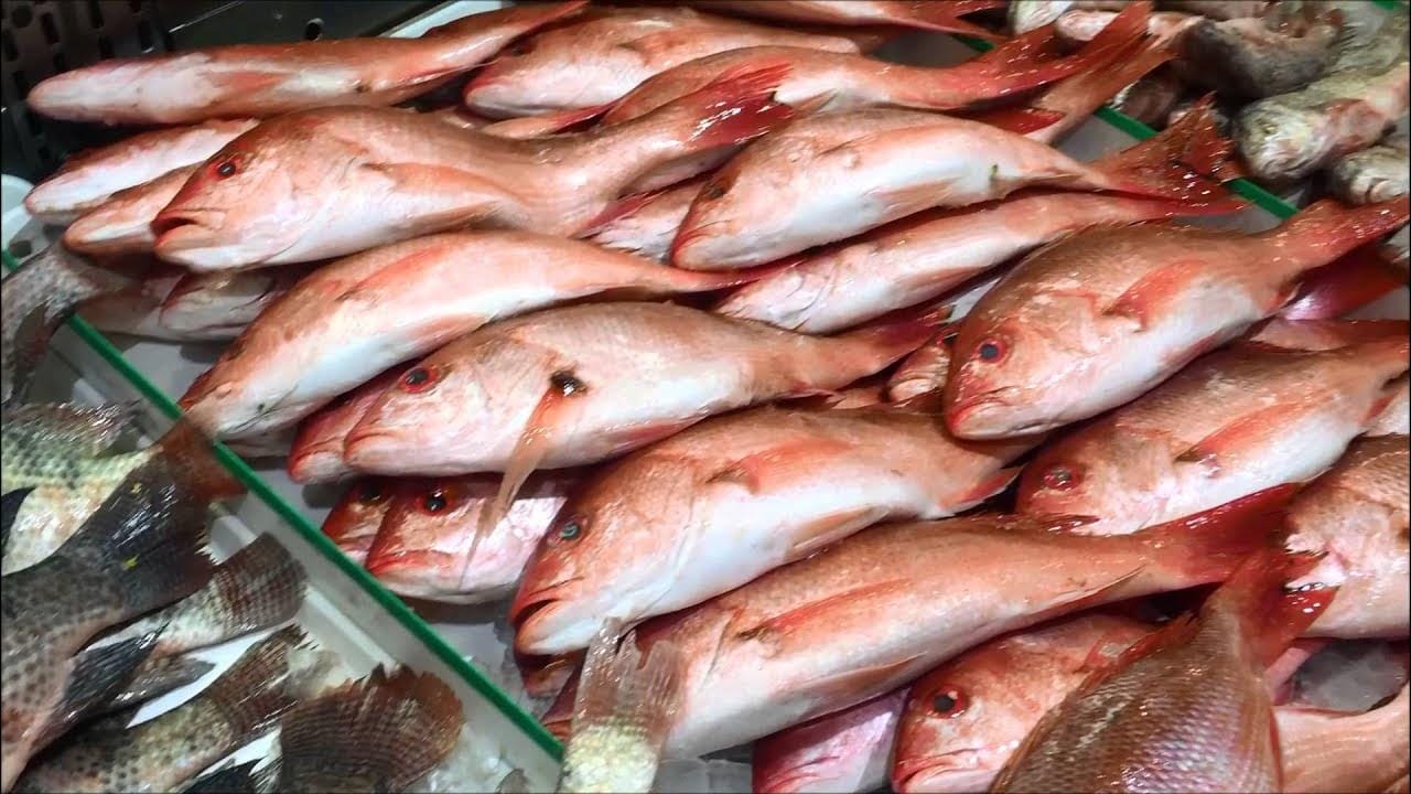  سعر السمك اليوم 