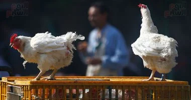 أسعار الفراخ والسمك اليوم في سوهاج: استقرار بسعر 72 و95 جنيهًًا