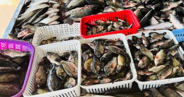 أسعار كيلو البلطي والأسماك بكفر الشيخ اليوم الخميس 20 نوفمبر 2025