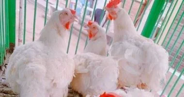 أسعار الدواجن في كفر الشيخ تصل للفراخ بـ 74 جنيها يوم الخميس 20 نوفمبر 2025