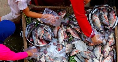 أسعار كيلو البلطي وأسماك كفر الشيخ اليوم الجمعة 21 نوفمبر 2025