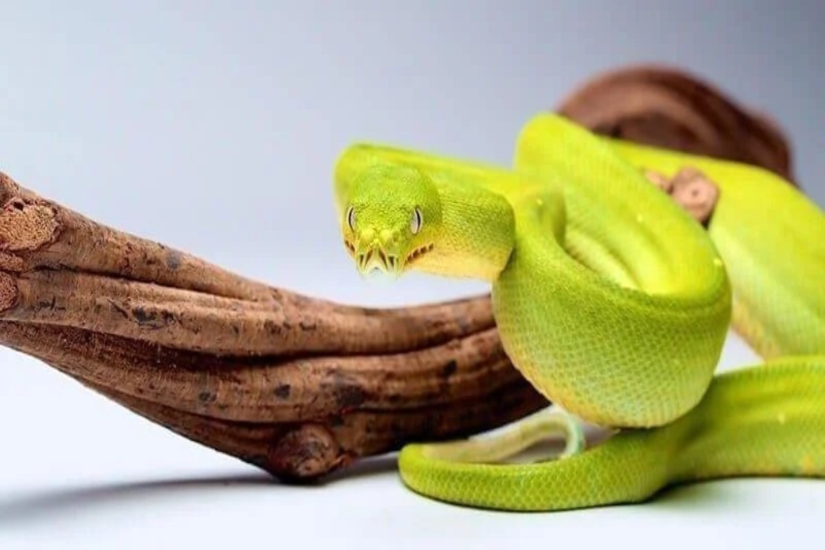 تفسير رؤية الأفعى بألوانها المتعددة في المنام لابن سيرين