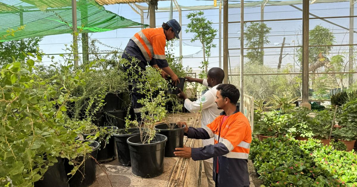 حديقة القرآن النباتية توزع 5000 شجرة برية