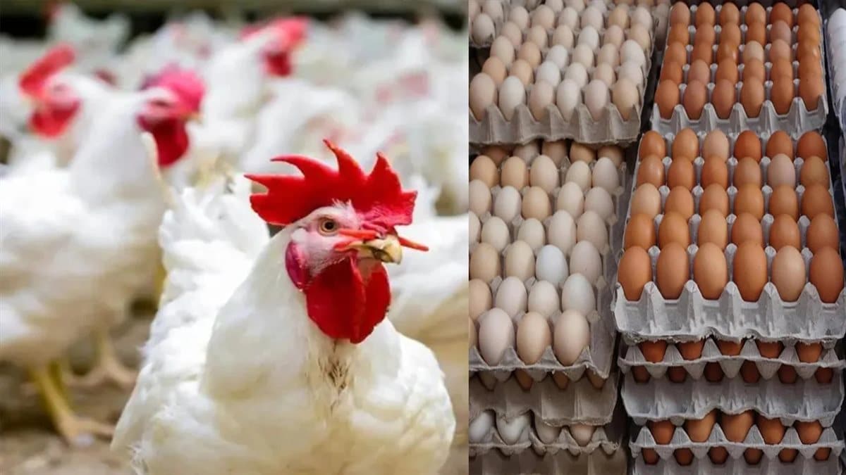 بكام البلدي اليوم..  سعر الفراخ البيضاء اليوم 26 الأربعاء في بورصة الدواجن والأسواق