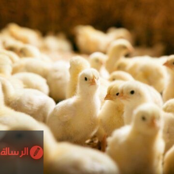 سعر الكتكوت الأبيض اليوم عمر يوم