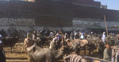 ضبط المتهم بقتل تاجر مواشي في خلاف على شراء جاموسة بإحدى أسواق قنا