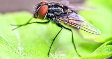 6 حلول طبيعية للتخلص من الذباب.. طرق آمنة وفعالة بدون مبيدات