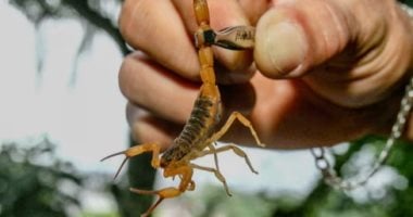 إصابة طالبة بلدغة عقرب أثناء تواجدها بالمدرسة بالفيوم