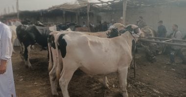 القبض على أخطر تشكيل عصابى لسرقة المواشى فى المنوفية