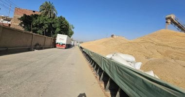 زراعة المنيا: نستهدف زراعة 217 ألف فدان قمح بزيادة 4 آلاف عن الموسم الحالى