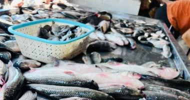 البلطي بكام في السوق؟.. أسعار السمك بالقليوبية اليوم الخميس 16 – 4 – 2026