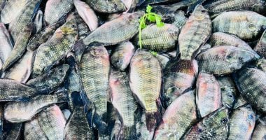 تعرف على أسعار الأسماك فى الإسماعيلية اليوم الخميس 16-4-2026