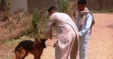 الزراعة تعلن تحصين وتعقيم أكثر من 25 ألف كلب ضال ضمن حملة مكافحة السعار