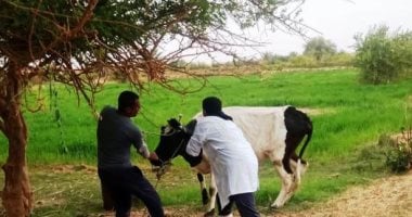 تحصين 45 ألف رأس من الأبقار والأغنام بأسوان