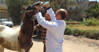 القوافل البيطرية بالدقهلية.. خط الدفاع الأول لحماية الثروة الحيوانية