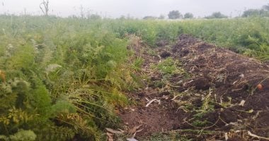 بنى أحمد بالمنيا قلعة زراعة الجزر والإنتاجية تصل 35 طنا للفدان.. تعرف عليها