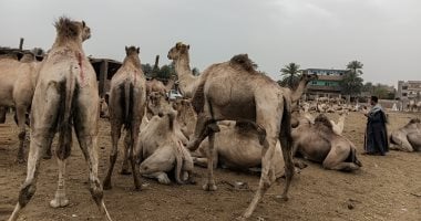 بعد 16 يومًا.. استخراج جـثة شاب من “سرداب المــوت” بسوهاج