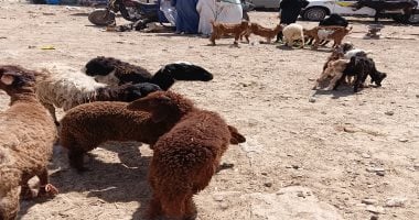 عقوبة تصل للحبس.. قبل عيد الأضحى احذر الذبح بالشارع