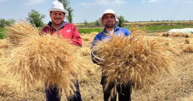 حصاد 2215 فدانا من محصول القمح بالقليوبية وتوريد 335 طنا للصوامع