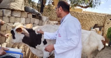 تحصين 186 ألفًا و251 رأس ماشية ضمن حملة الحمى القلاعية بالمنيا