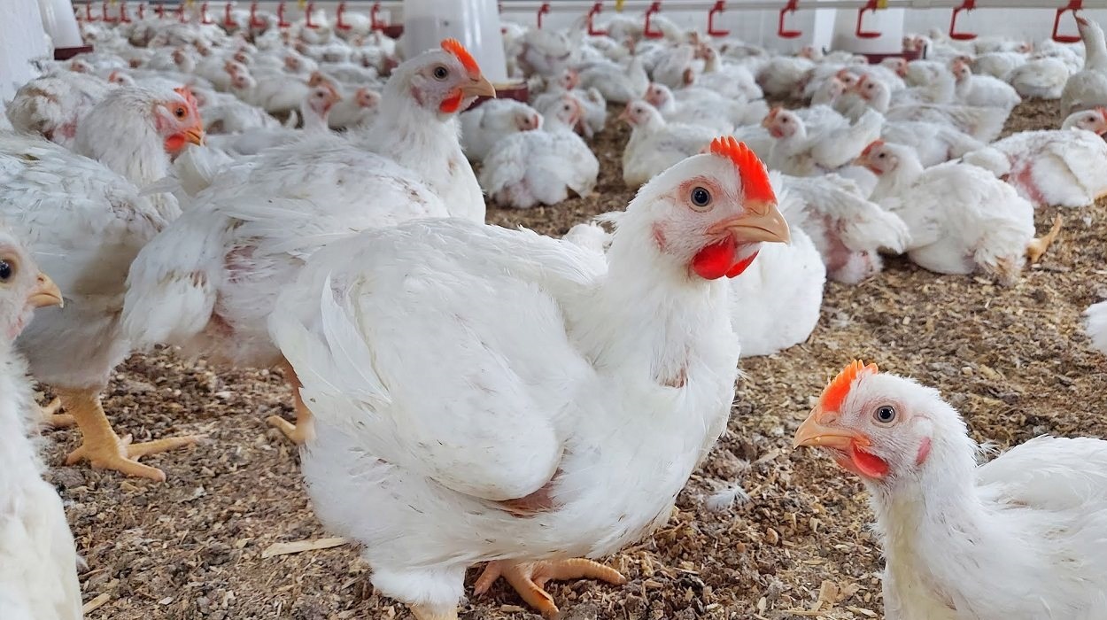 بكام الكيلو دلوقتي.. سعر الفراخ البيضاء اليوم السبت 11 أبريل 2026 في المحلات للمستهلك