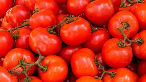 حبشي: انفراجة مرتقبة بطرح العروة الجديدة وعزوف المزارعين يفاقم الأزمة
