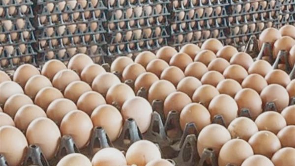 سعر كرتونة البيض في الأسواق، الخميس 21 مايو 2026