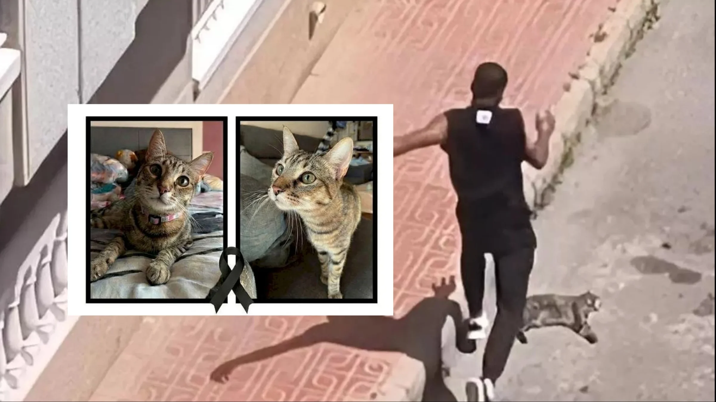 القطة “نالا” تثأر من قاتلها.. القصة الكاملة لطرد كولومبي وحشي أُغلق بوجهه فضاء “شنغن” في إسبانيا