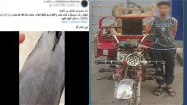 ضبط قائد “تروسيكل” اصطدم بشقيقين في الإسكندرية بعد سيرة عكس الاتجاه