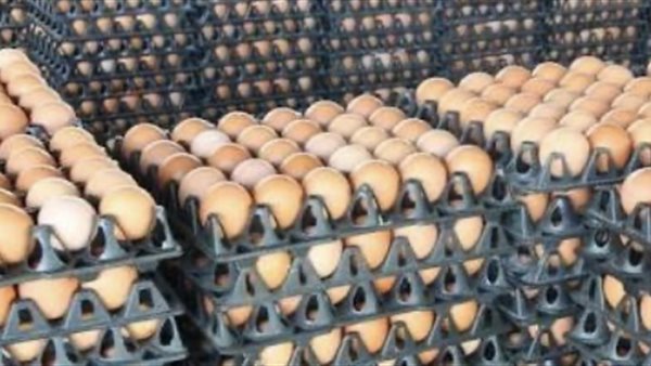 استقرار سعر كرتونة البيض في الأسواق المحلية بمصر اليوم