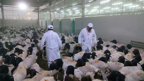 الزراعة المصرية تبدأ الإشراف على الهدي والأضاحي في السعودية