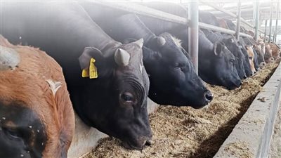 استعدادات الدولة لاستقبال عيد الأضحى المبارك.. جهود متكاملة لتلبية احتياجات المواطنين من الأضاحي واللحوم