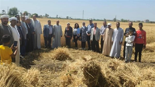 القمح المصري يسجل 4 ملايين طن ويتفوق على الطماطم والبطيخ.