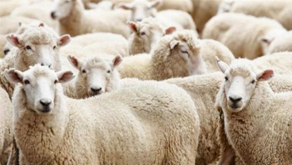 18 علامة هامة لاختيار الأضحية السليمة قبل الشراء