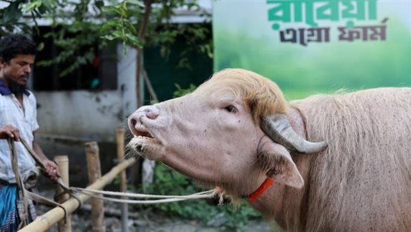 شهرة ترامب تضمن له الحماية خلال عيد الأضحى في بنغلادش