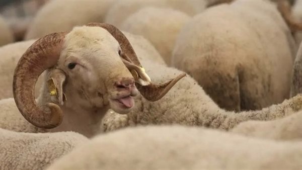 الإفتاء توضح حكم ذبح الأضحية العشار وتحذر من العقوبات القانونية