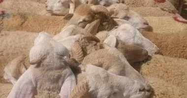 خطوات مهمة للتحضير السليم للأضحية قبل الذبح في المجزر