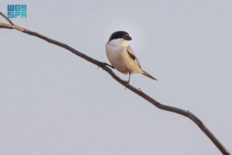 الصرد الرمادي الكبير يثري التنوع الحيوي في الحدود الشمالية