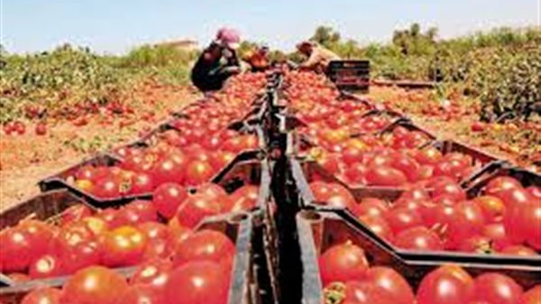سعر الطماطم يسجل ارتفاعا طفيفا في الأسواق اليوم