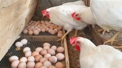 البيض المصري على أعتاب التصدير.. 4 أسواق عربية تفتح الأبواب