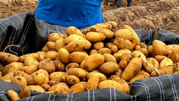 البطاطس المصرية تنضم إلى قائمة العشرة الكبار وتعتبر فريدة من نوعها وفقاً لشعبة الخضروات