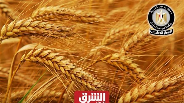 مصر تسجل نحو 4.6 مليون طن من القمح المحلي منذ انطلاق موسم الحصاد في منتصف أبريل الماضي