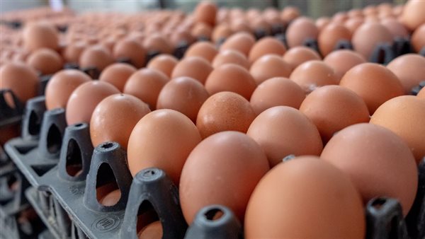 رئيس شعبة الدواجن لـ”مصر تايمز”: السوق ينتج حاليًا 60 مليون بيضة يوميا وهو الأجود عالميا