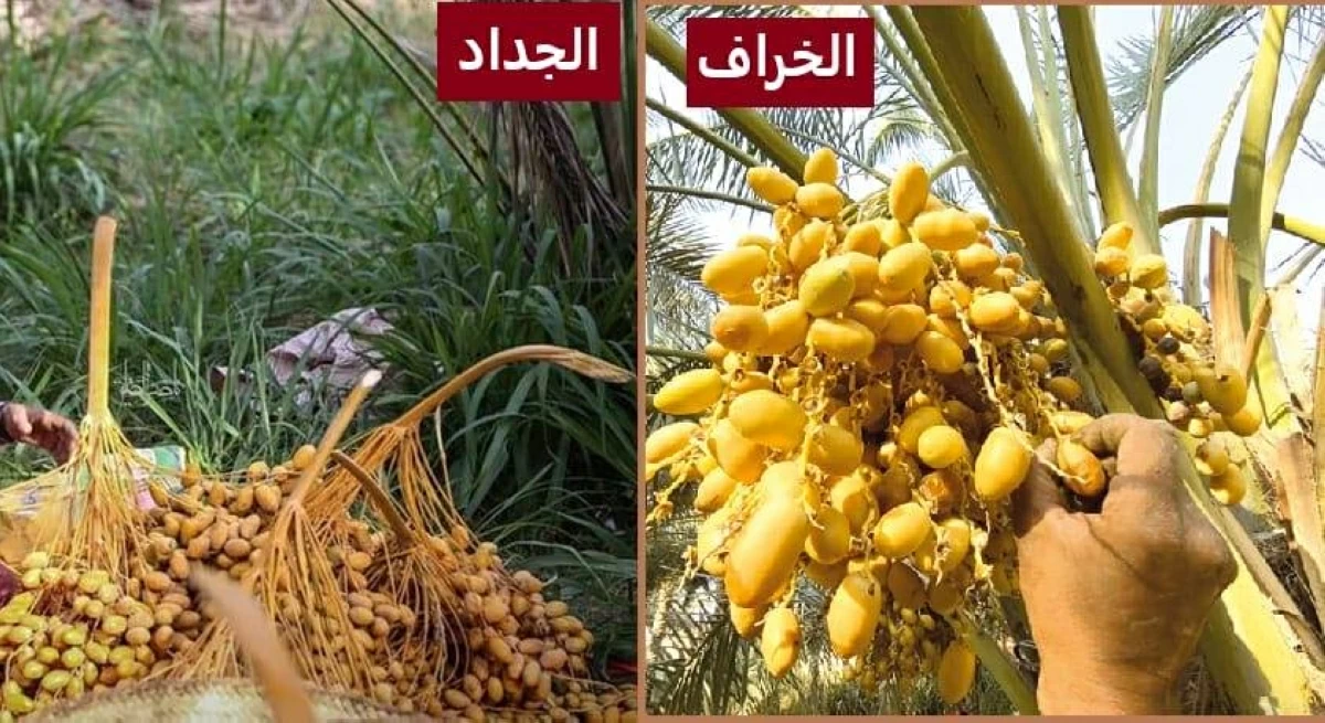 حفاوة شعبية تستقبل موسم الرطب في الإمارات