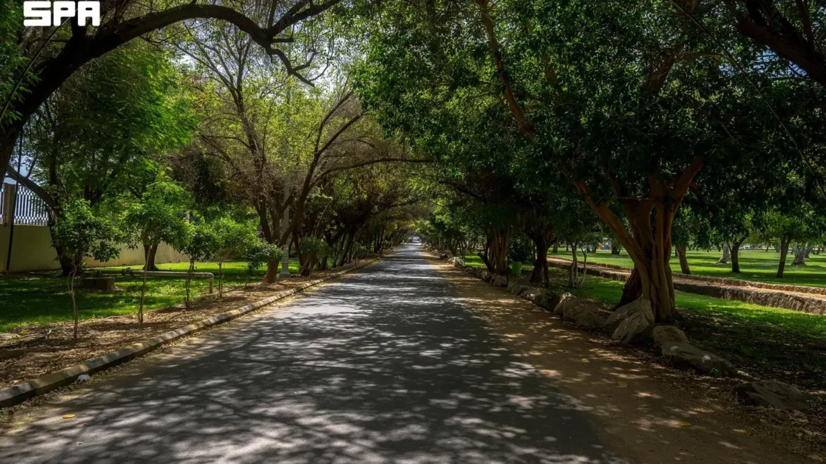 35 ألف شجرة معمرة تحوّل متنزه الملك فهد بنجران إلى واحة خضراء