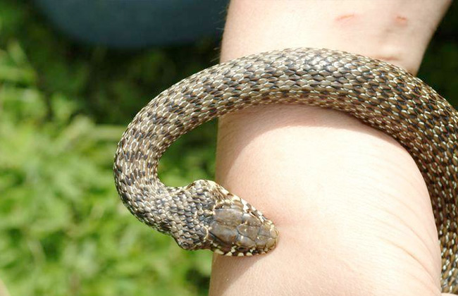 مصدر بصحة الشرقية: 25 حالة إصابة بلدغات ثعابين توفي منهم 3.. والأمصال متوفرة بالمستشفيات
